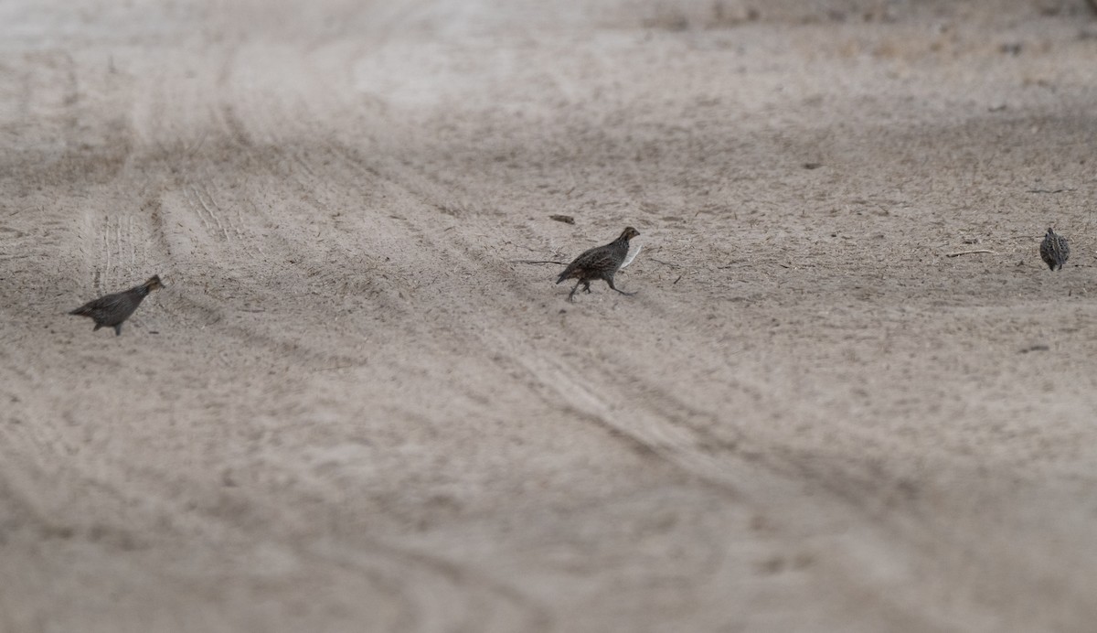 Colin de Virginie - ML645761972