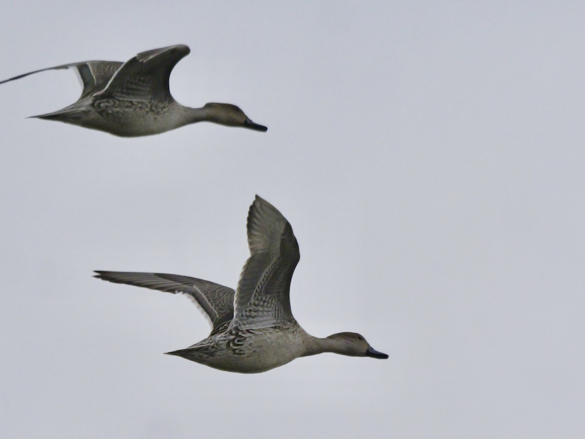 Canard pilet - ML645761974