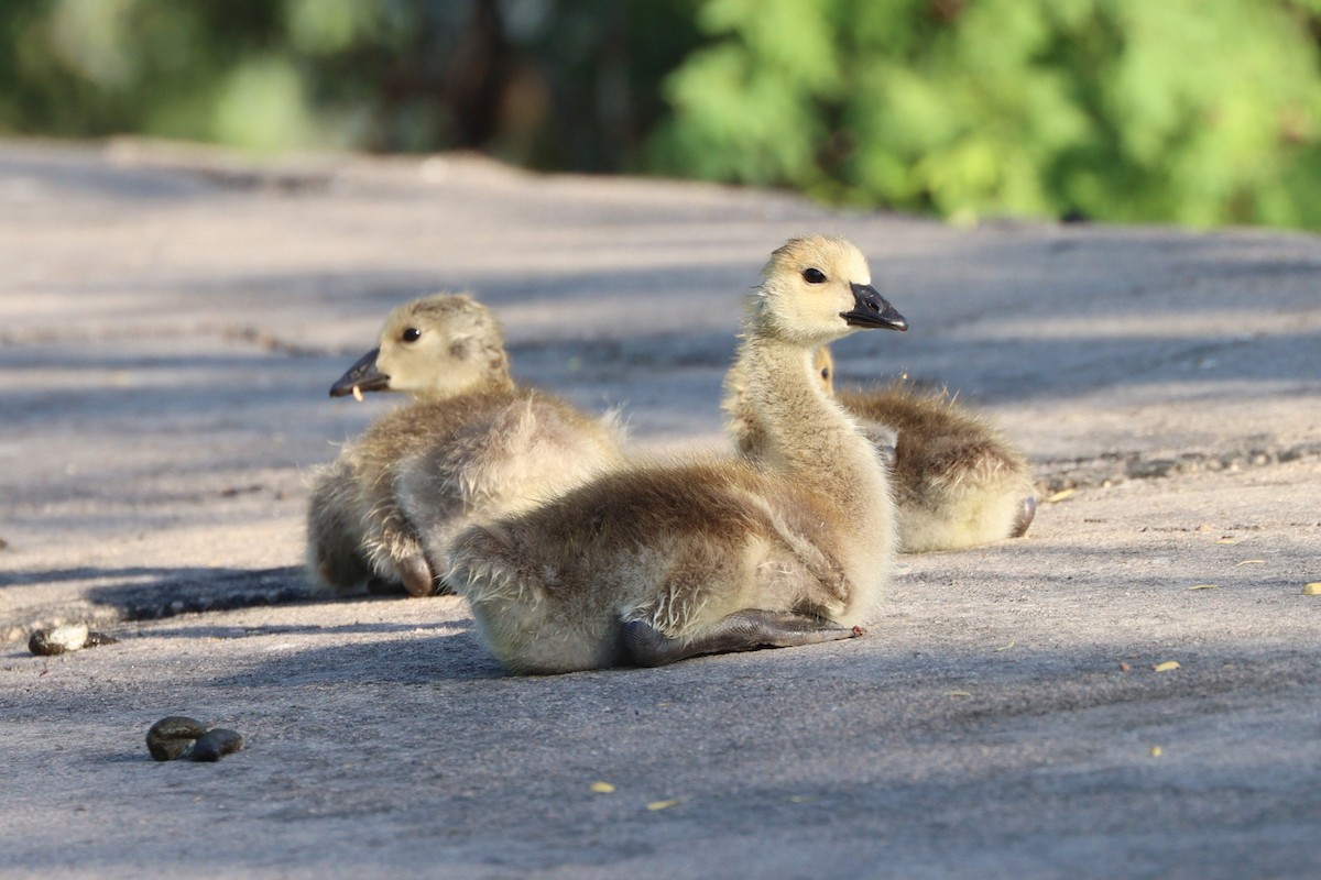 Bernache du Canada - ML645761975