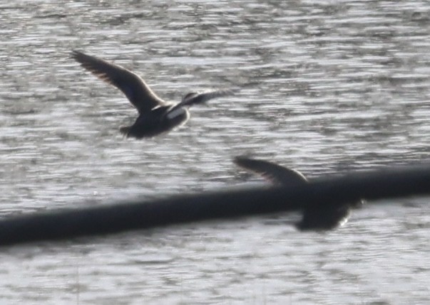 Eider à duvet - ML645761976