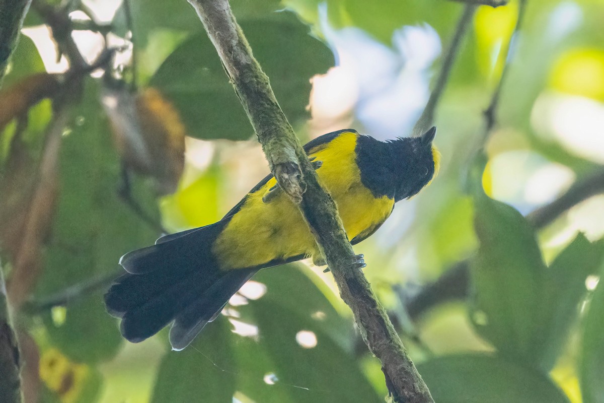 Sultan Tit - ML645761979