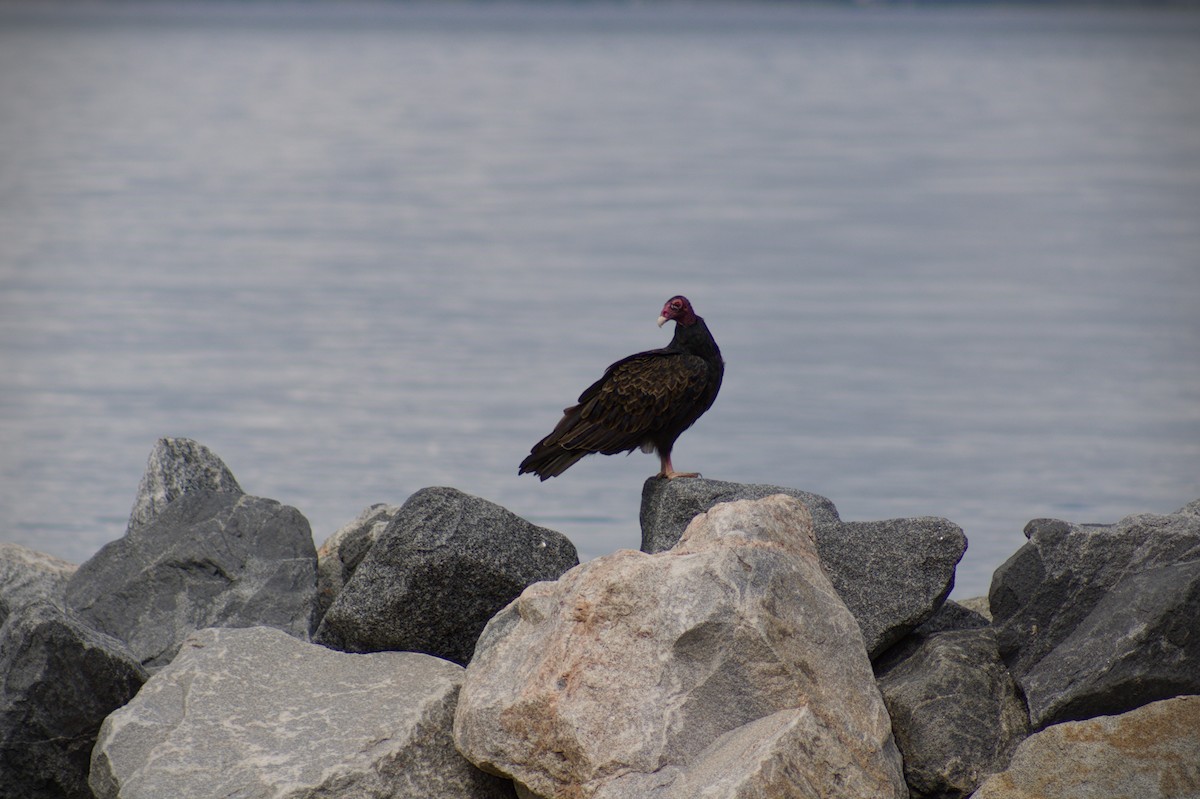 Turkey Vulture - ML645761988