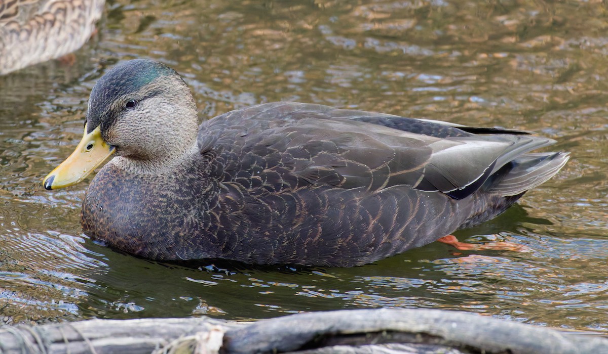 American Black Duck - ML645761993