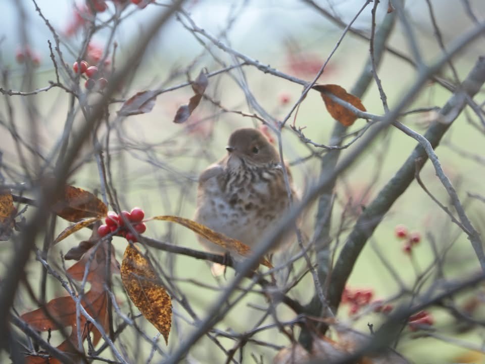 Дрізд-короткодзьоб плямистоволий - ML645761995