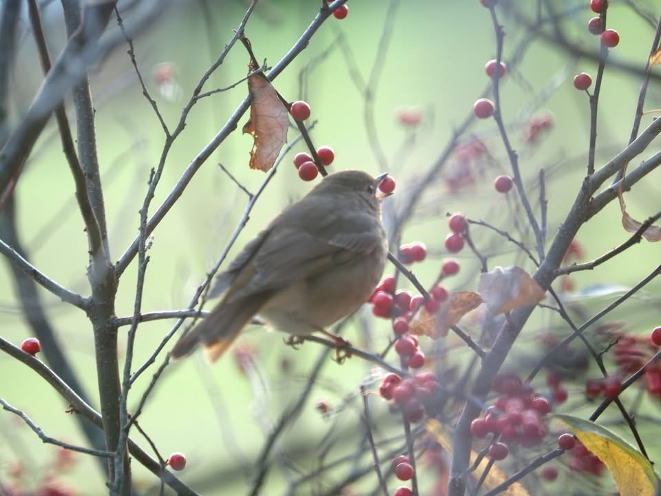 Дрізд-короткодзьоб плямистоволий - ML645761996