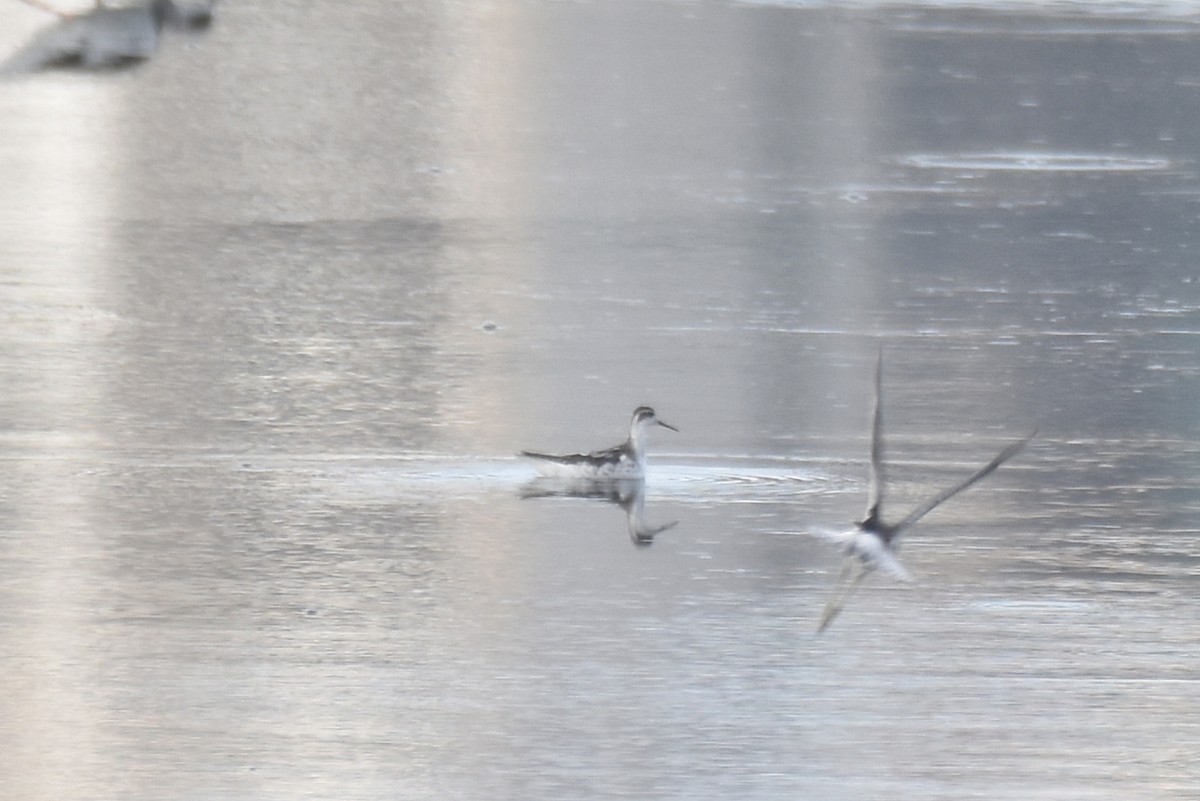 Red-necked Phalarope - ML645762004