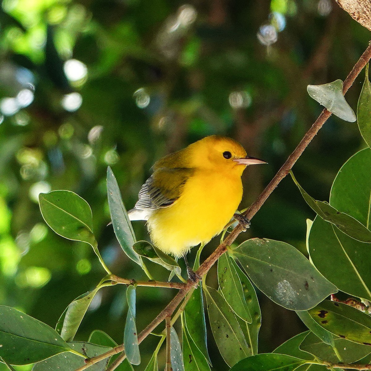 Prothonotary Warbler - ML645762011