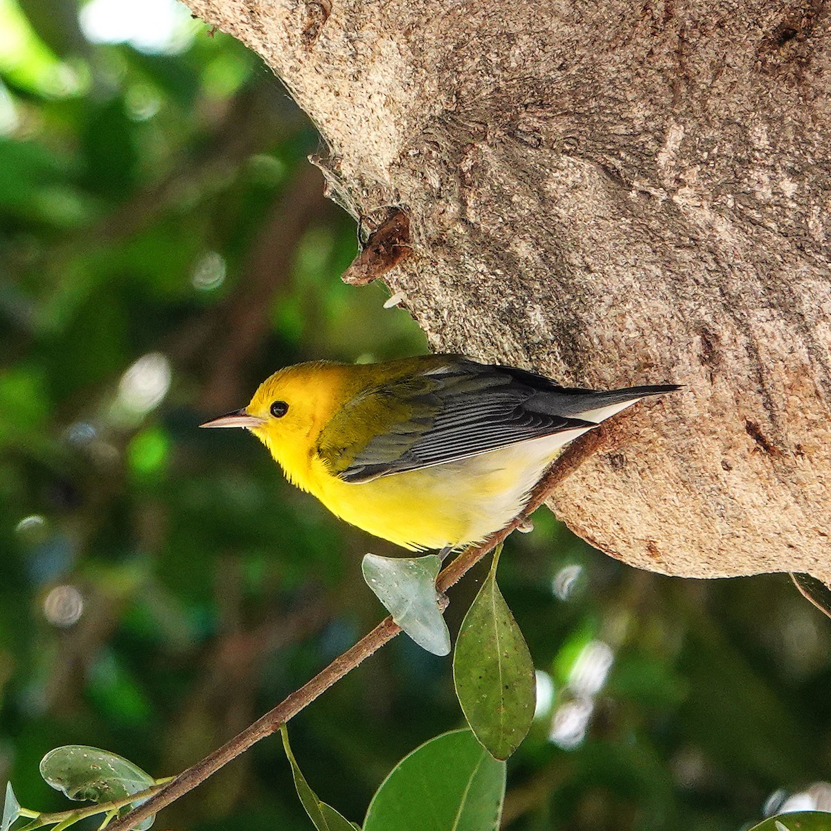 Prothonotary Warbler - ML645762012