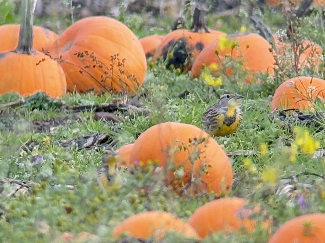 Western Meadowlark - ML645762018