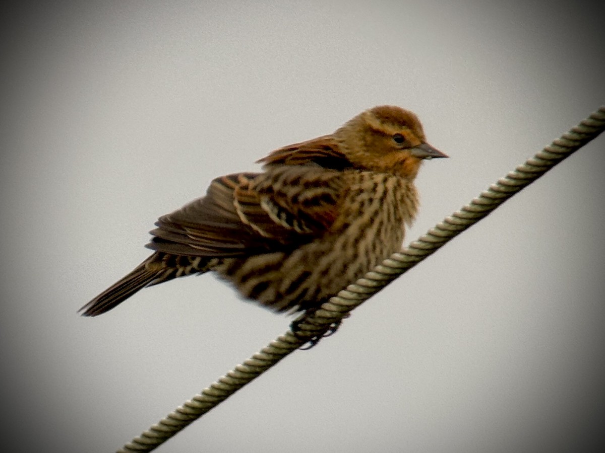 Red-winged Blackbird - ML645762029