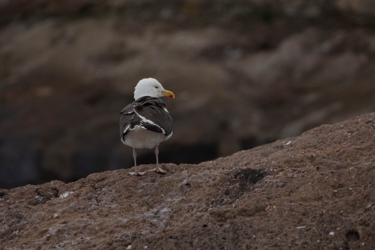 Gavión Atlántico - ML645762030