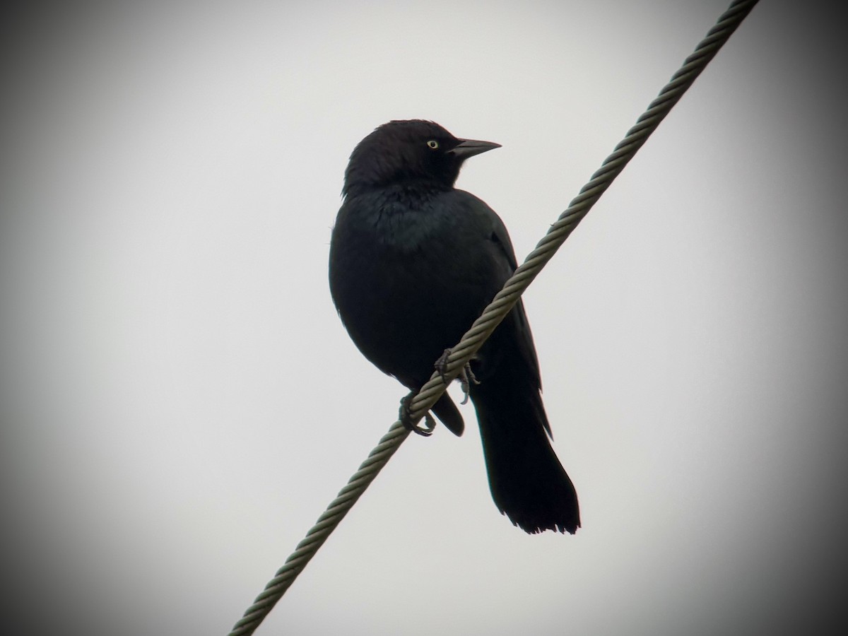 Brewer's Blackbird - ML645762031