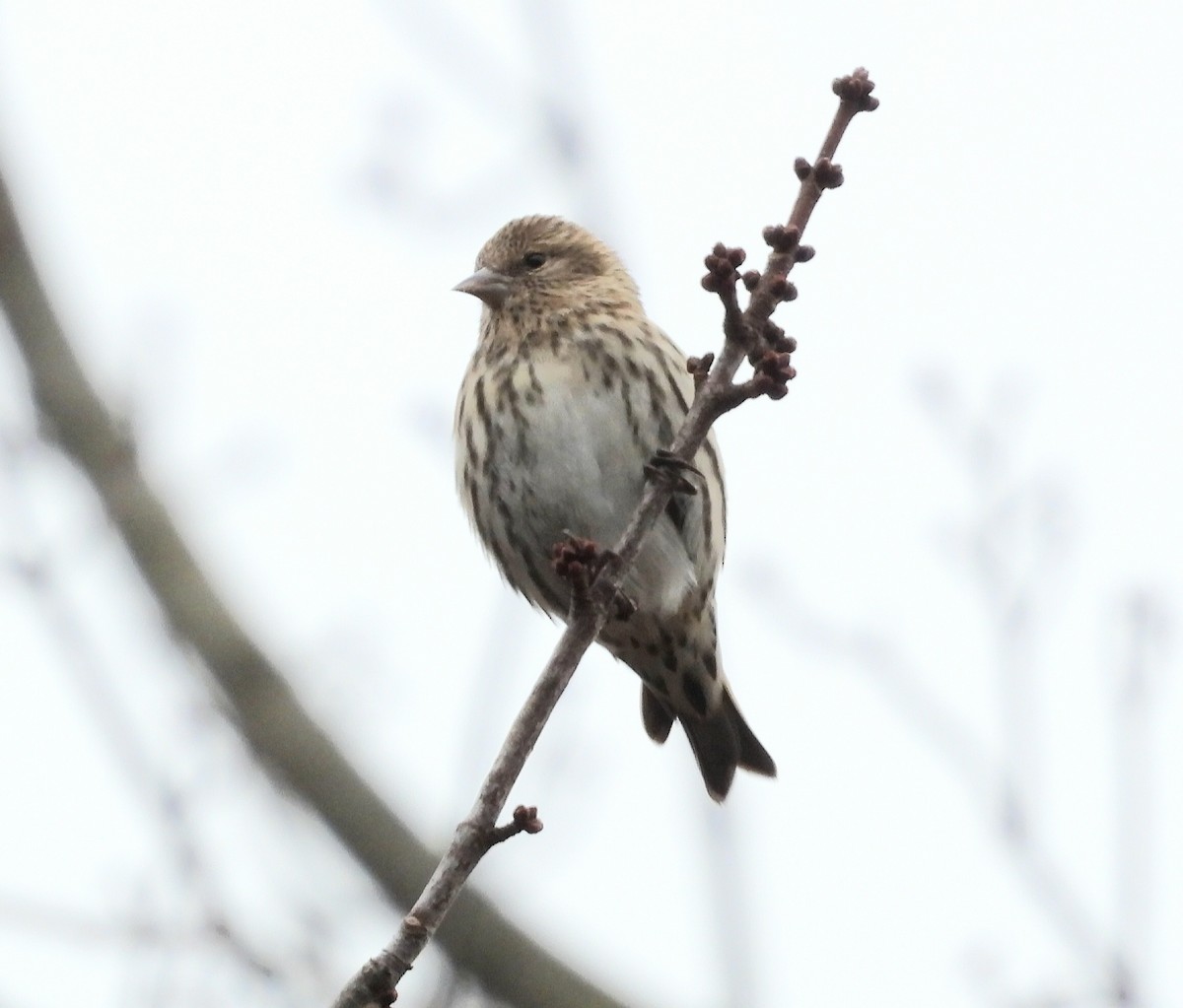 Pine Siskin - ML645762041