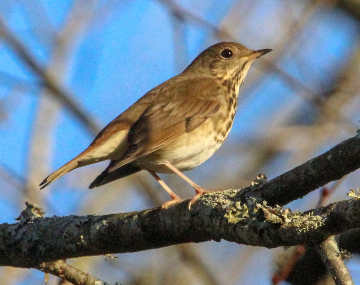Дрізд-короткодзьоб плямистоволий - ML645762063