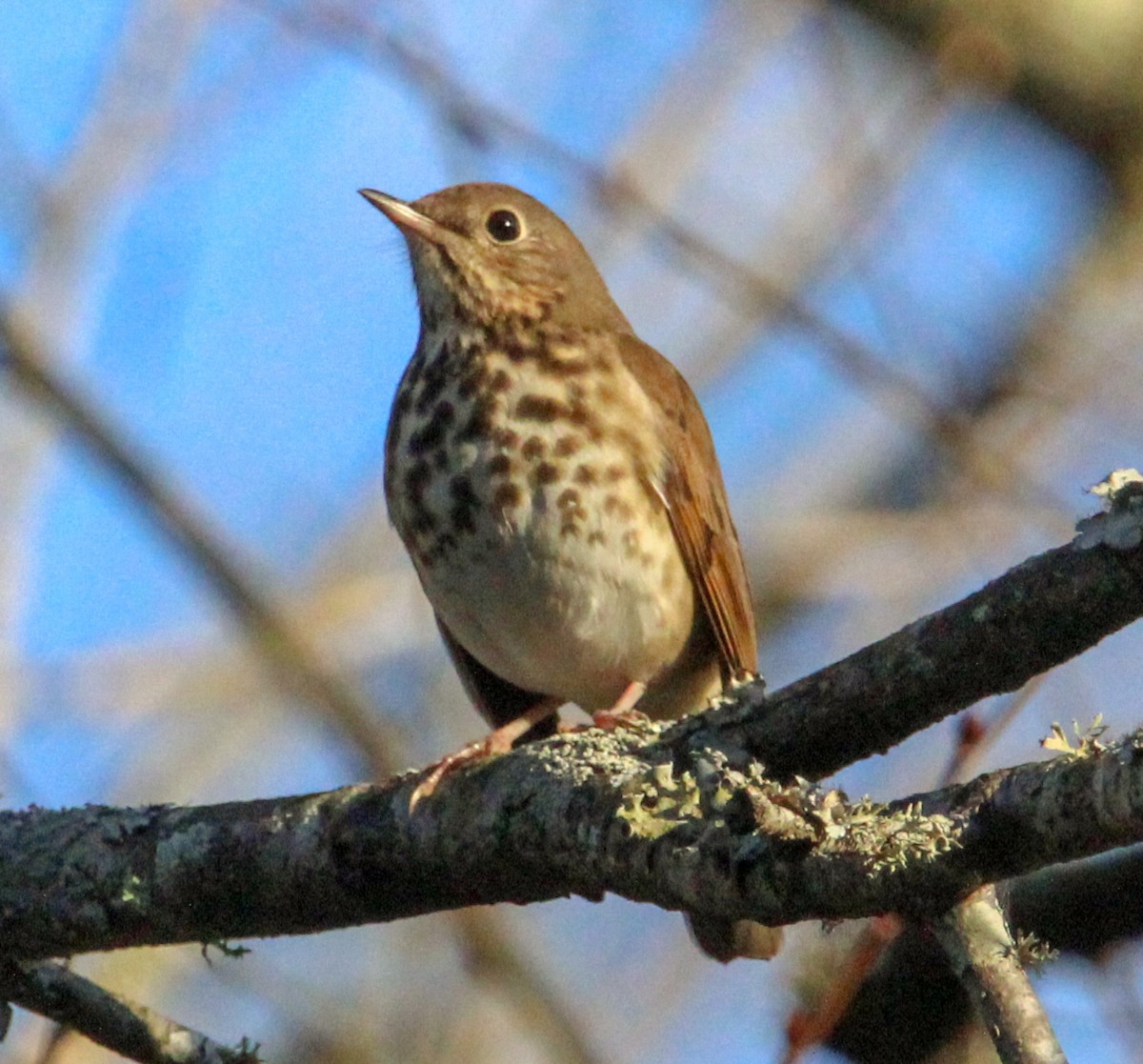 Дрізд-короткодзьоб плямистоволий - ML645762064