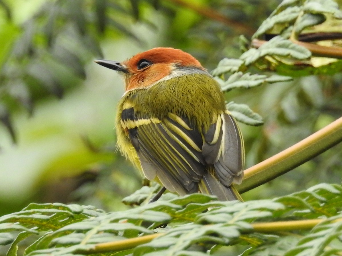 Rufous-crowned Tody-Flycatcher - ML645762107