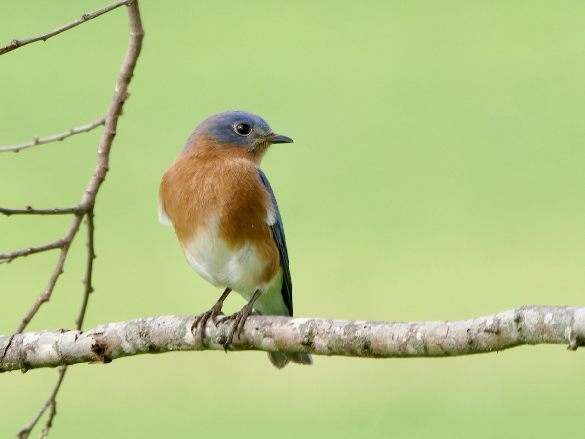 Eastern Bluebird - ML645762109
