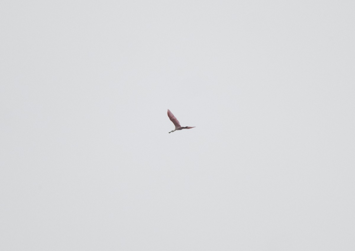 Roseate Spoonbill - ML645762114