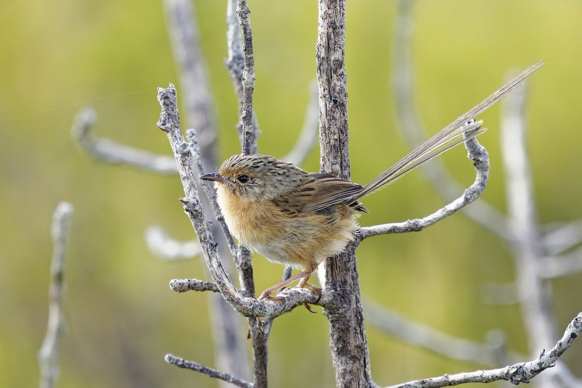 エミュームシクイ - ML645762115