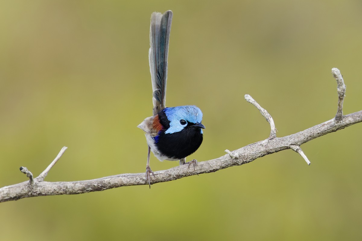 タサイオーストラリアムシクイ - ML645762122