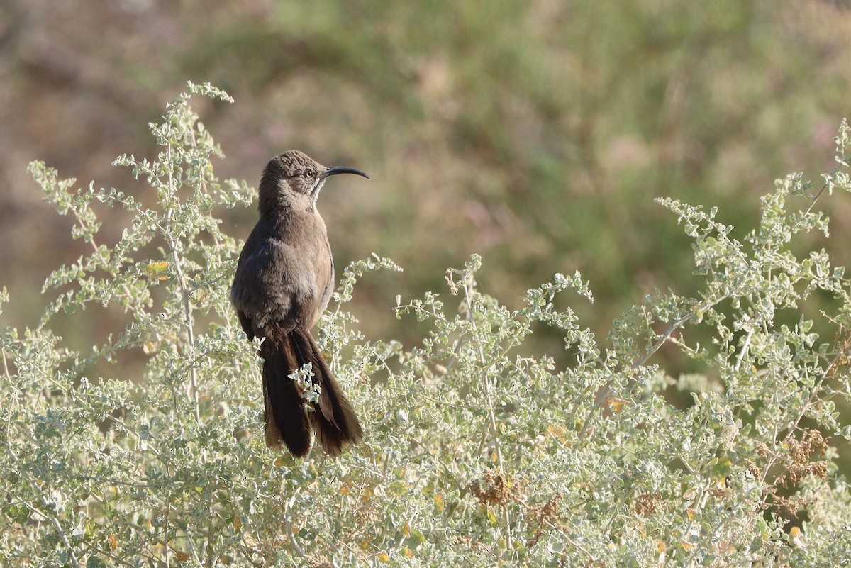 Crissal Thrasher - ML645762129