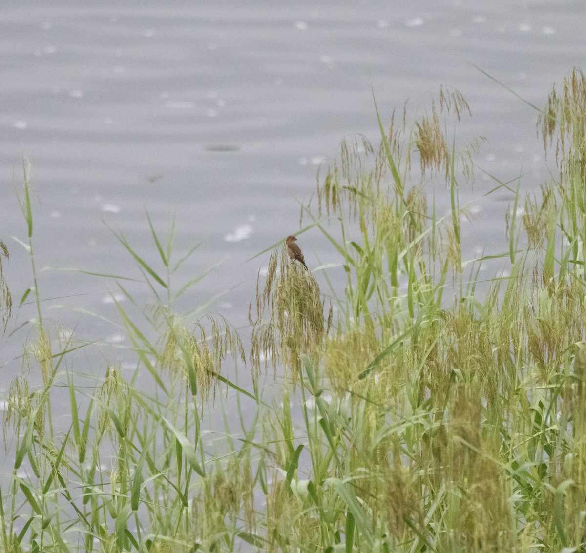 Morelet's Seedeater - ML645762139