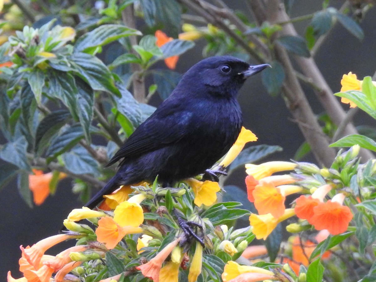 Black Flowerpiercer - ML645762148