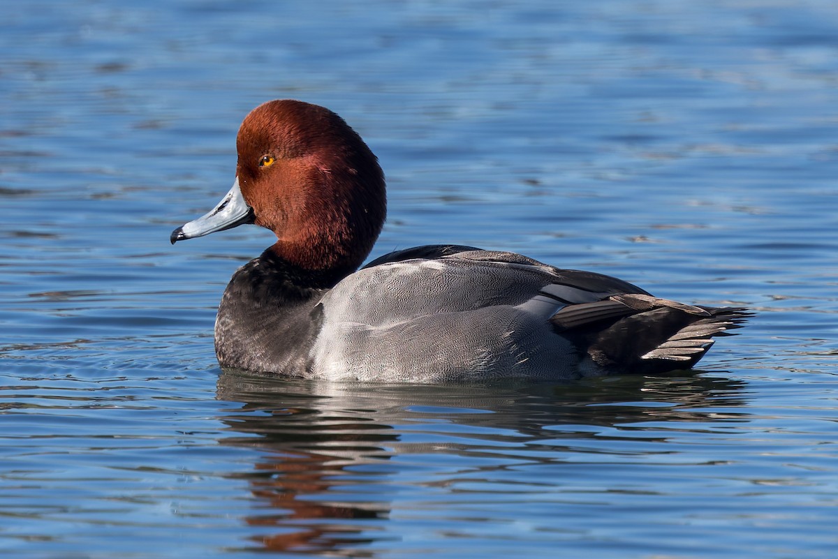 Redhead - ML645762150