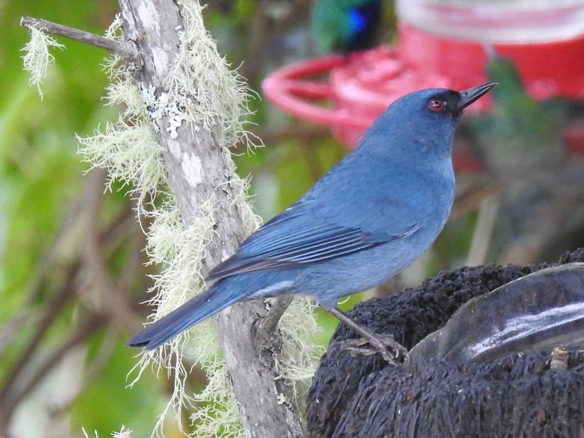 Bluish Flowerpiercer - ML645762152