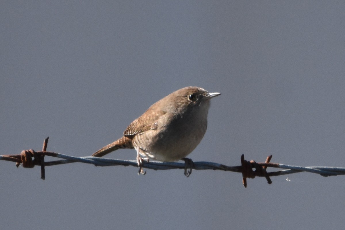 Northern House Wren - ML645762159