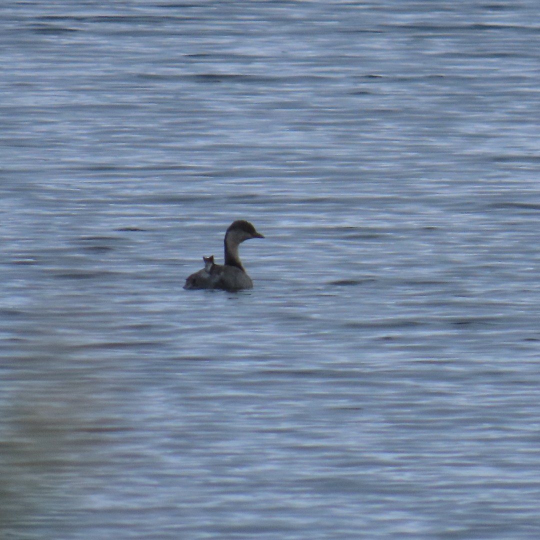 Hoary-headed Grebe - ML645762160