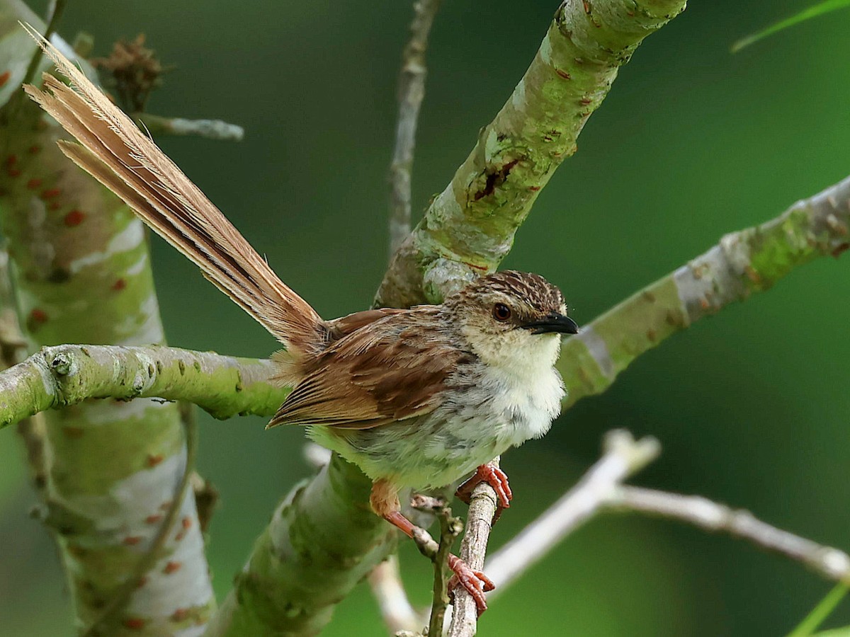 Striped Prinia - ML645762172