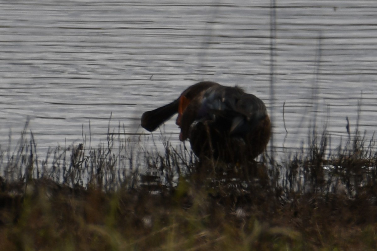 ミカヅキハシビロガモ - ML645762173