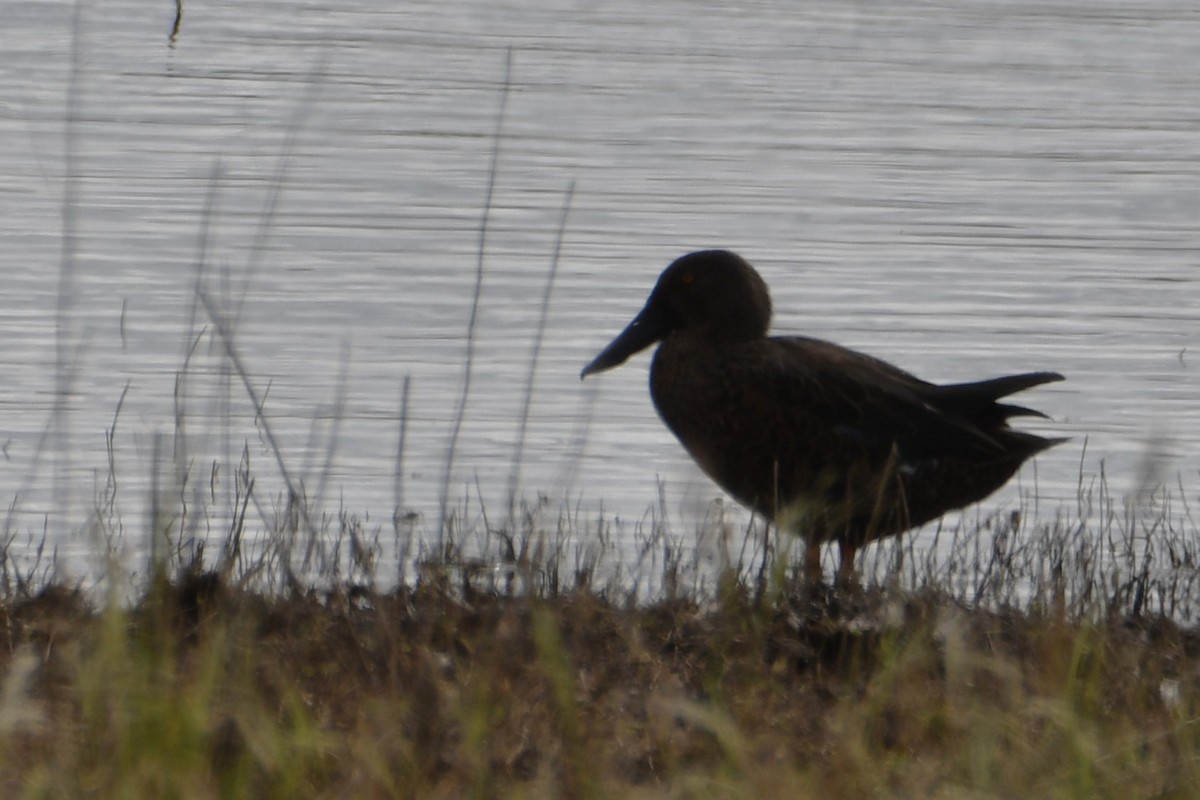 ミカヅキハシビロガモ - ML645762174