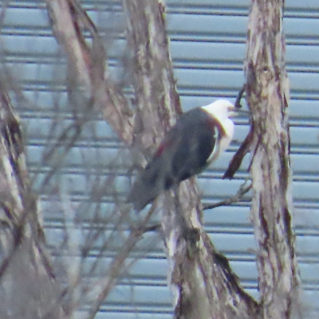 Pacific Heron - ML645762178