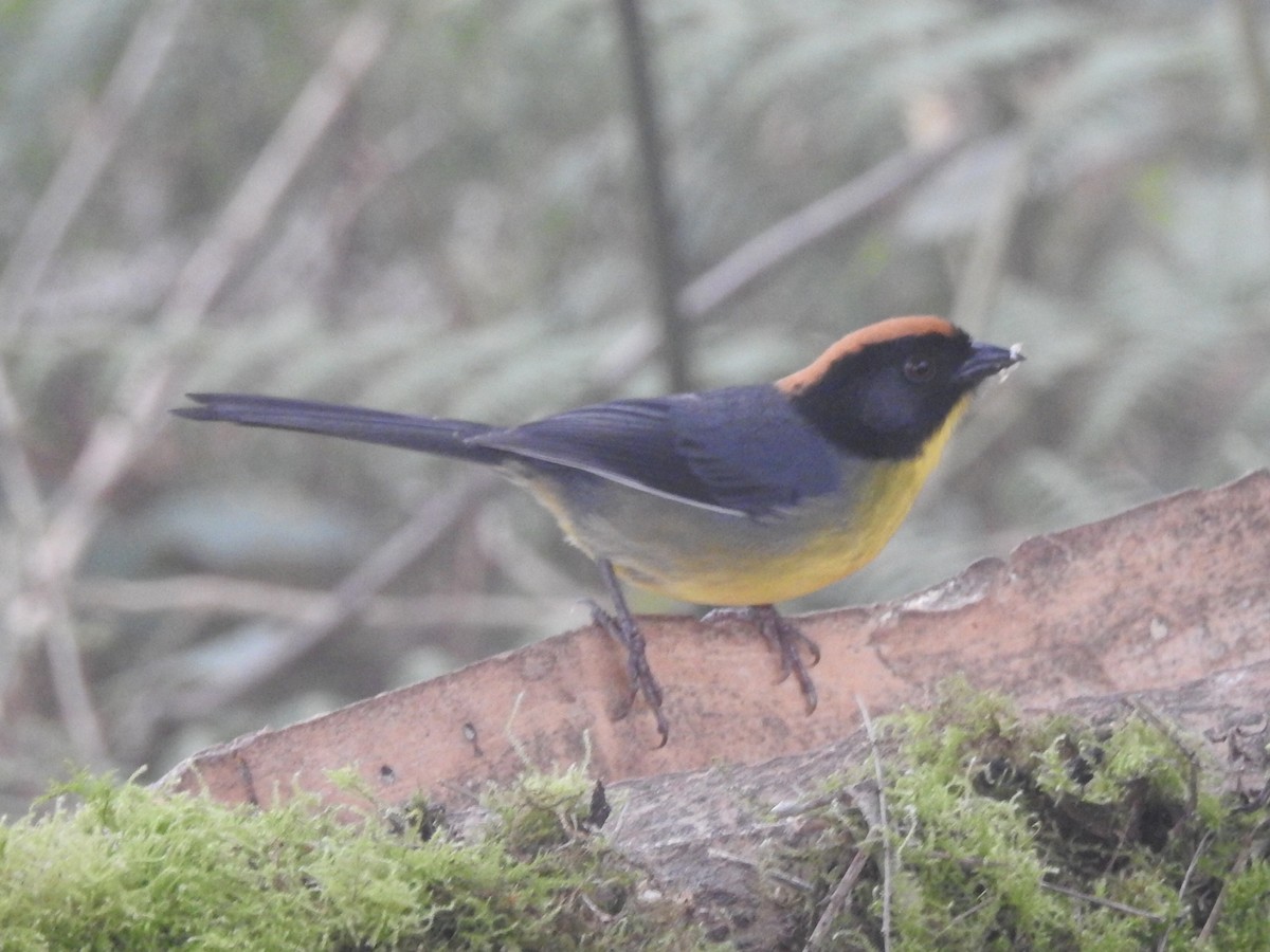 Black-fronted Brushfinch - ML645762198