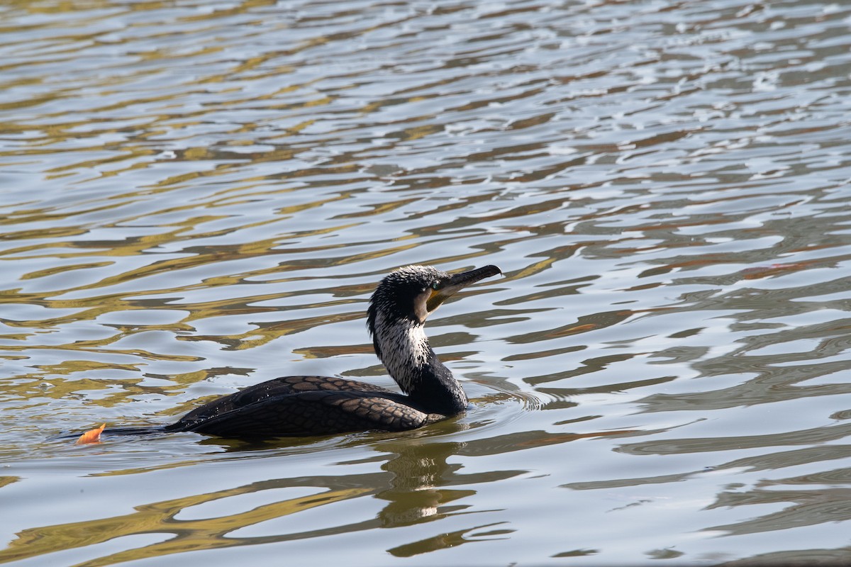 storskarv - ML645762199