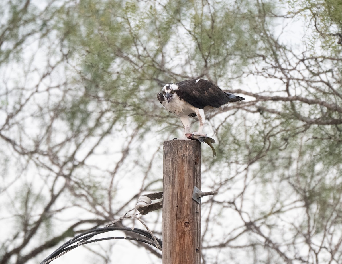 Osprey - ML645762200