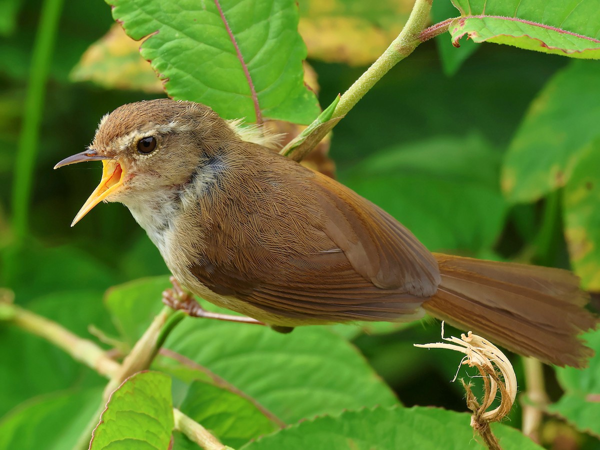 Brownish-flanked Bush Warbler - ML645762201