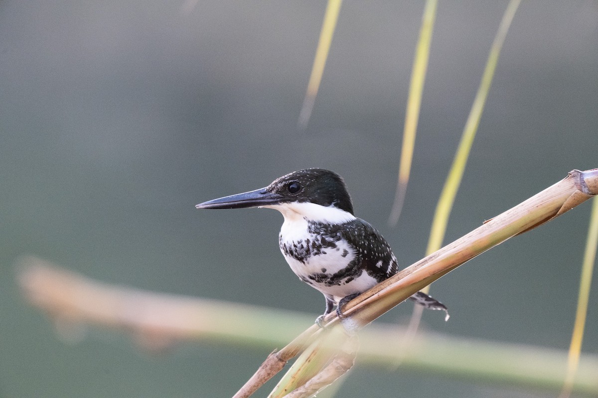 Green Kingfisher - ML645762205