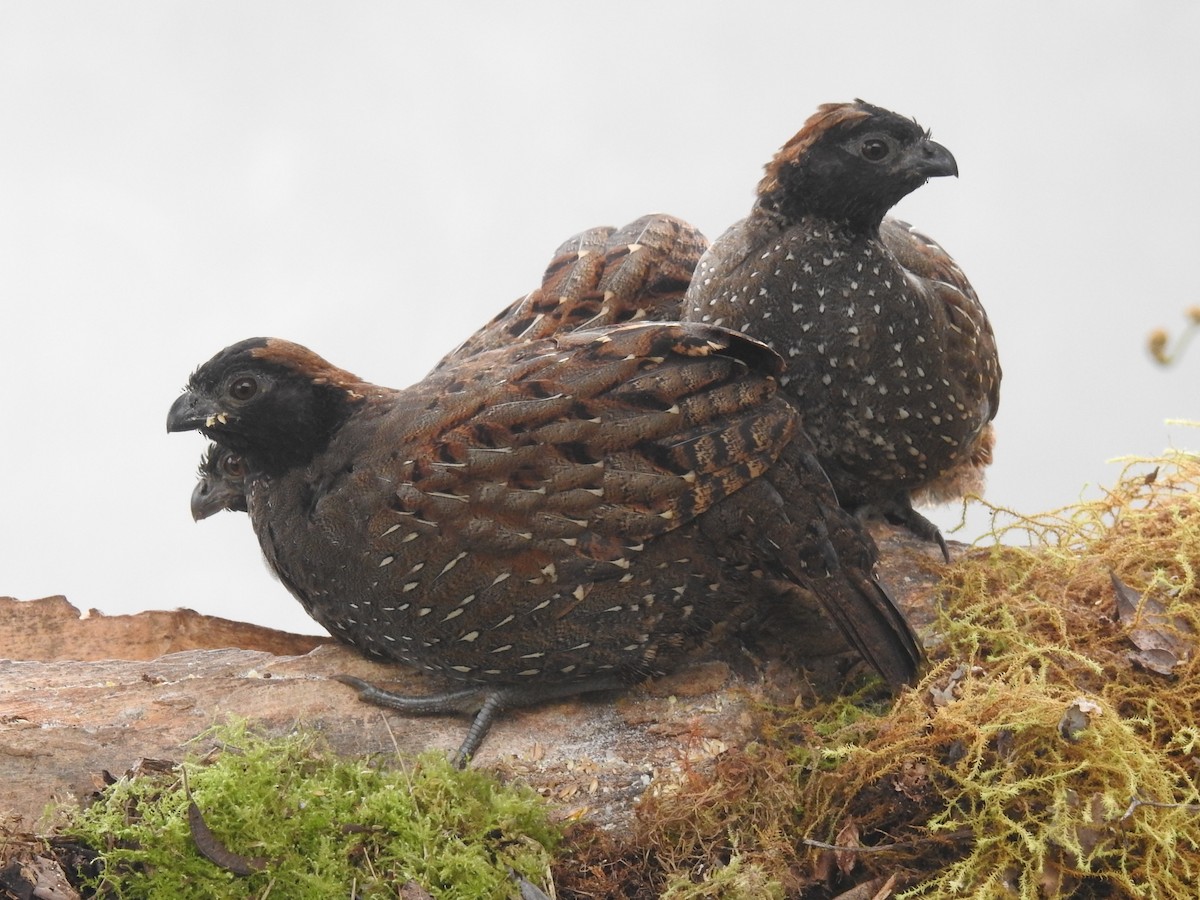 Black-fronted Wood-Quail - ML645762212