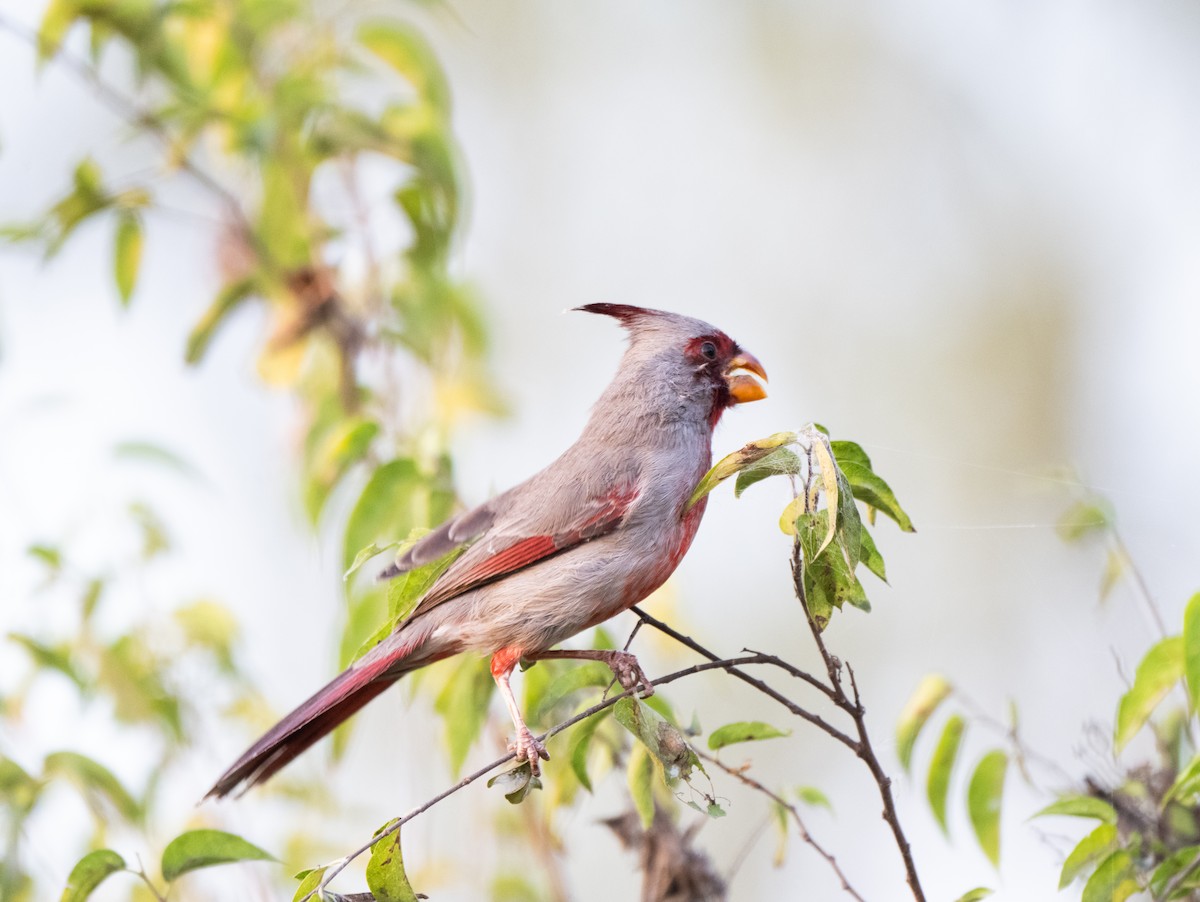 Pyrrhuloxia - ML645762216