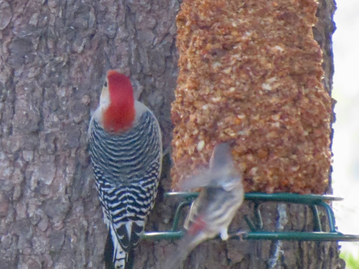 Гіла каролінська - ML645762219