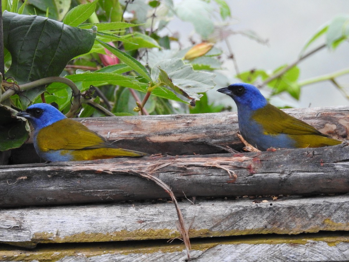 Tangara Coroniazul - ML645762223