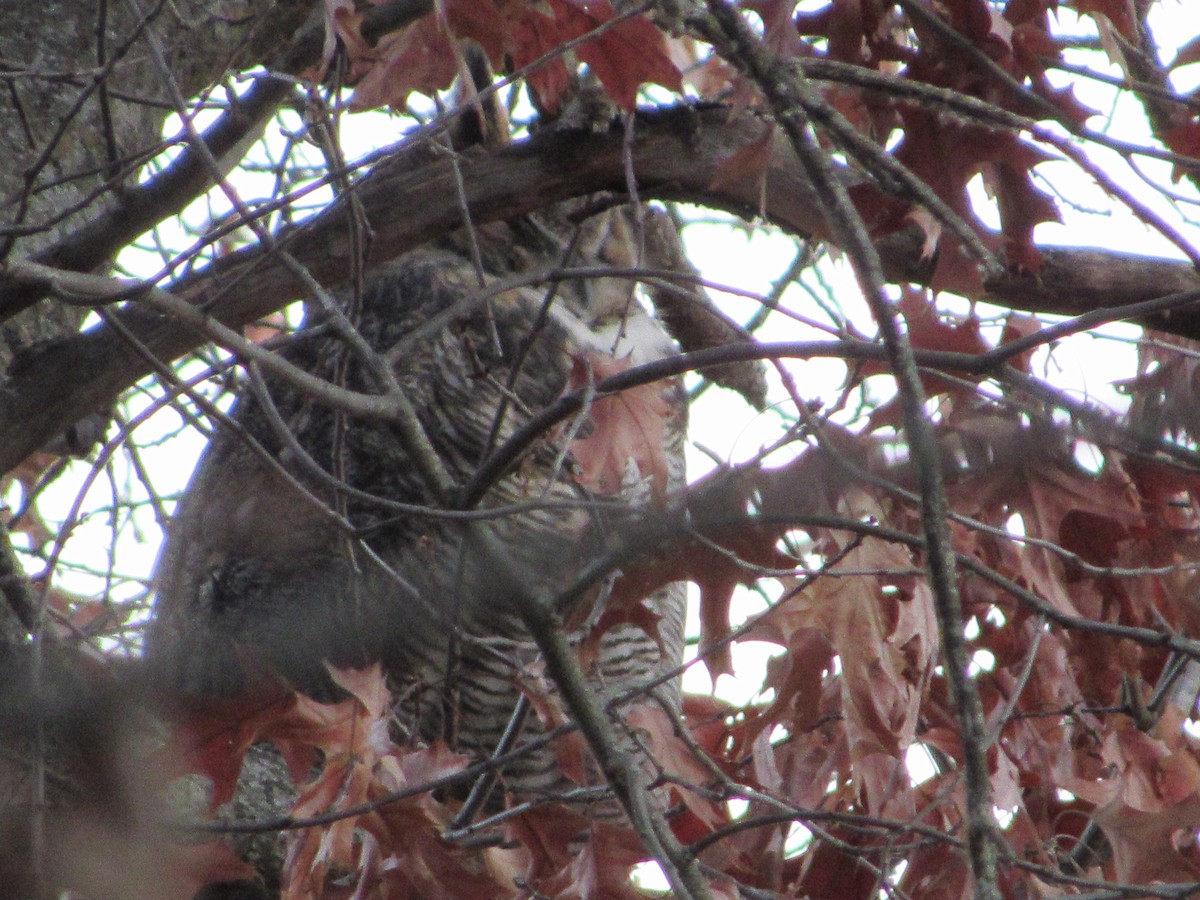 Búho Americano - ML645762235