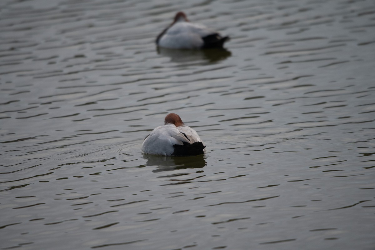 Porrón Europeo - ML645762236