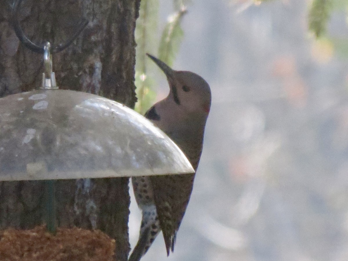 Carpintero Escapulario - ML645762238