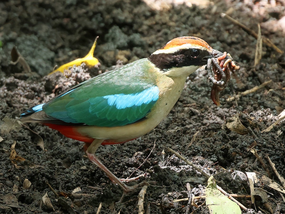 Pita Ninfa - ML645762240