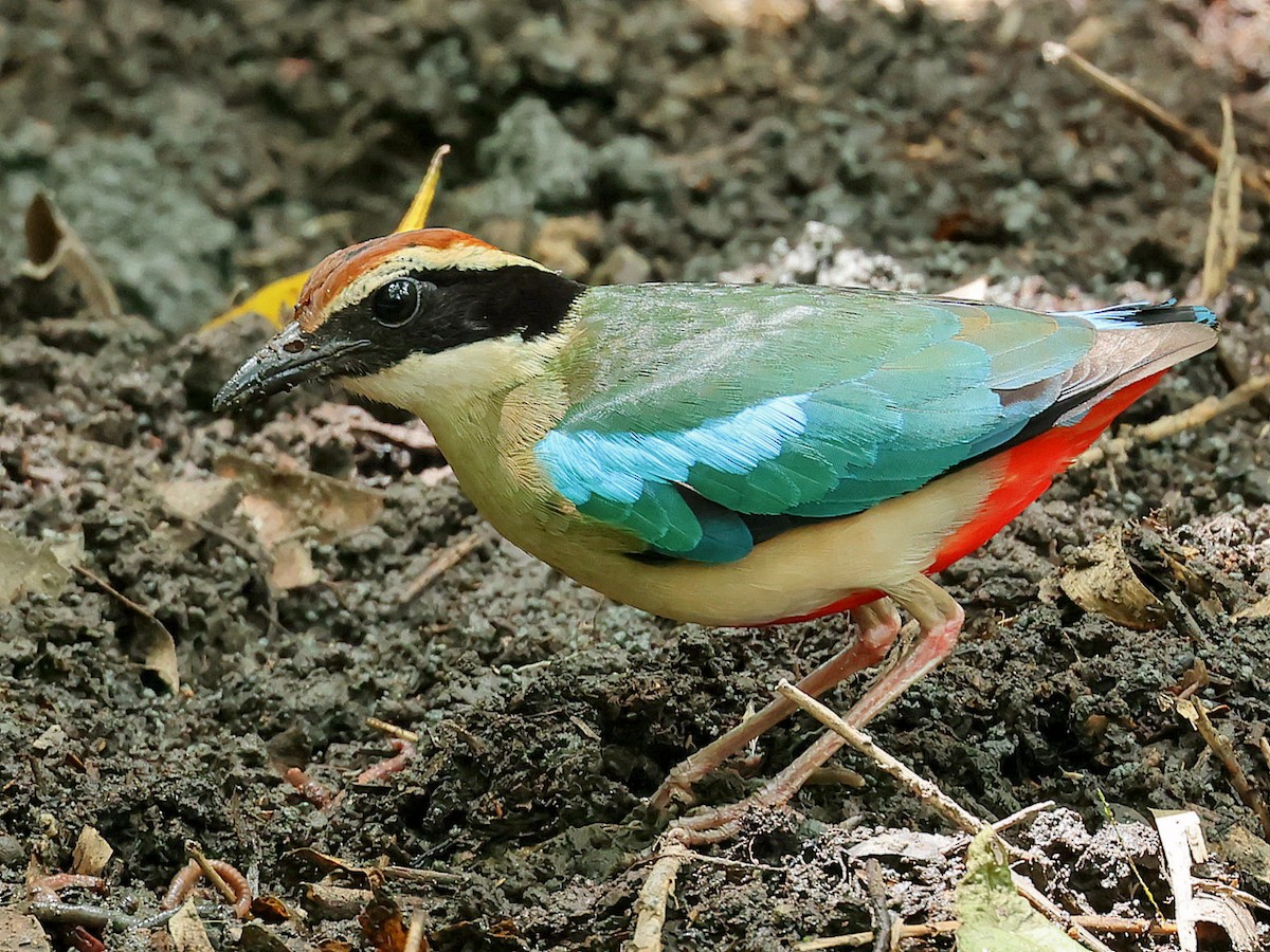 Pita Ninfa - ML645762241