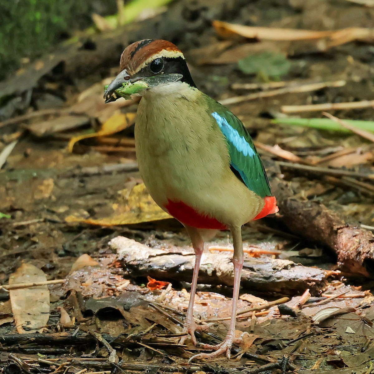 Pita Ninfa - ML645762242